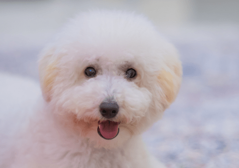 Bichon Frisé