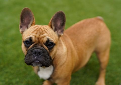 French Bulldog