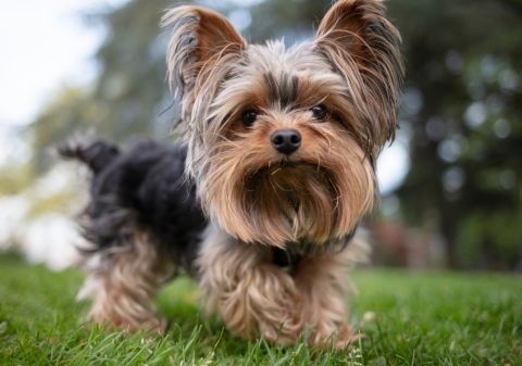 Yorkshire Terrier
