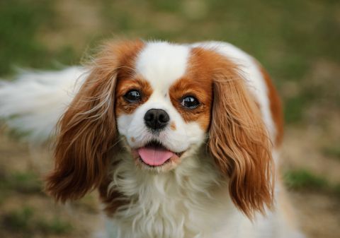 Cavalier King Charles Spaniel