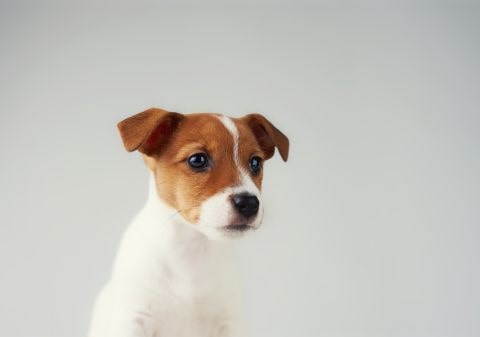 Jack Russell Terrier