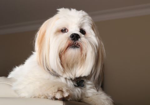 Lhasa Apso