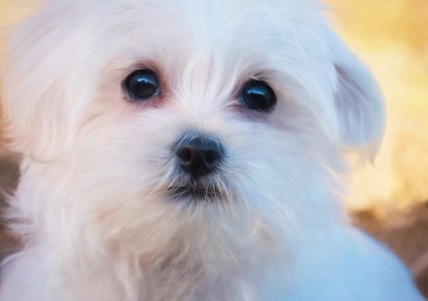 Maltese