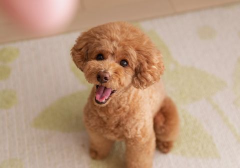 Toy Poodle