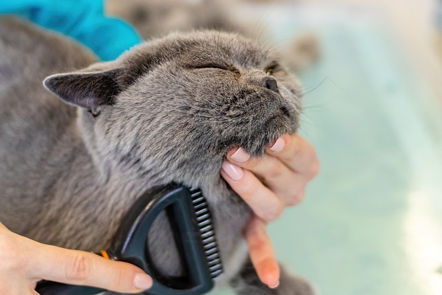 cat, nature, grooming, pet, fur, animal, care, feline