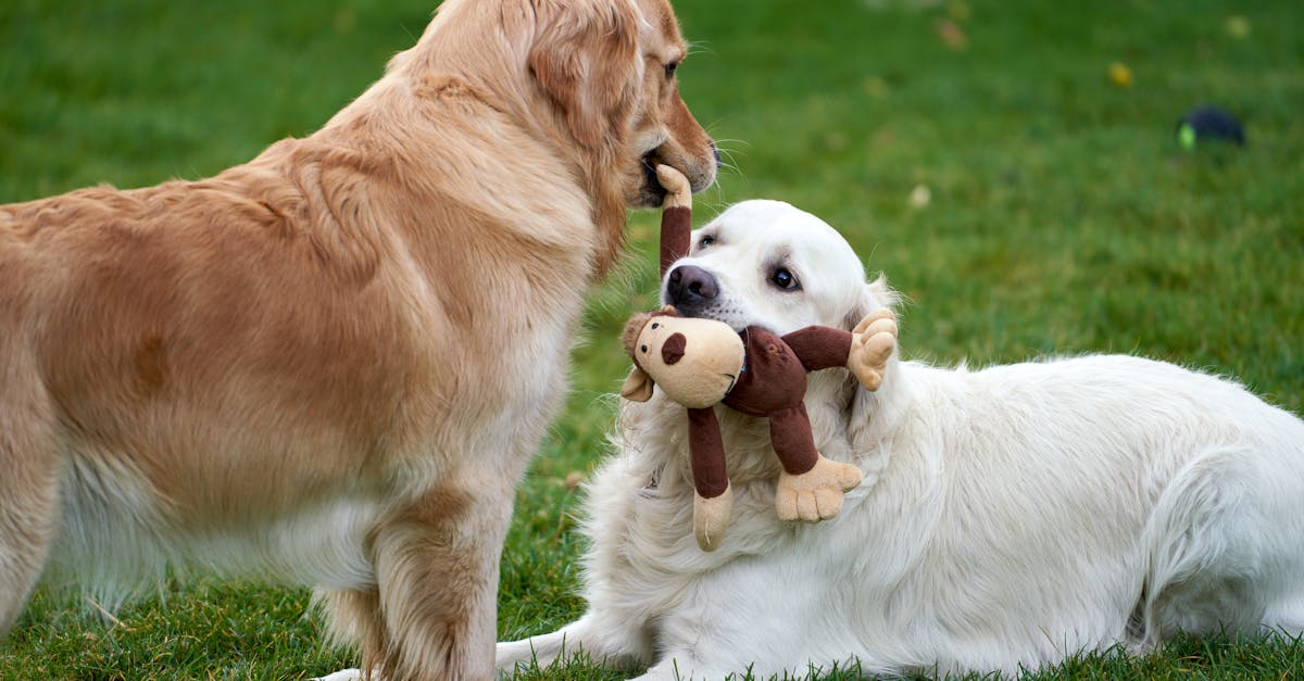 Two golden retrievers playing with a plush toy on the grass in a playful outdoor moment.