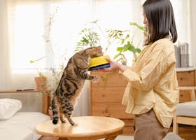 A woman holds a bowl for her curious cat in a cozy indoor setting, capturing a moment of affection and bonding.