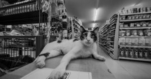 Black and white photo of a relaxed cat in a grocery store aisle showcasing its cute and curious nature.